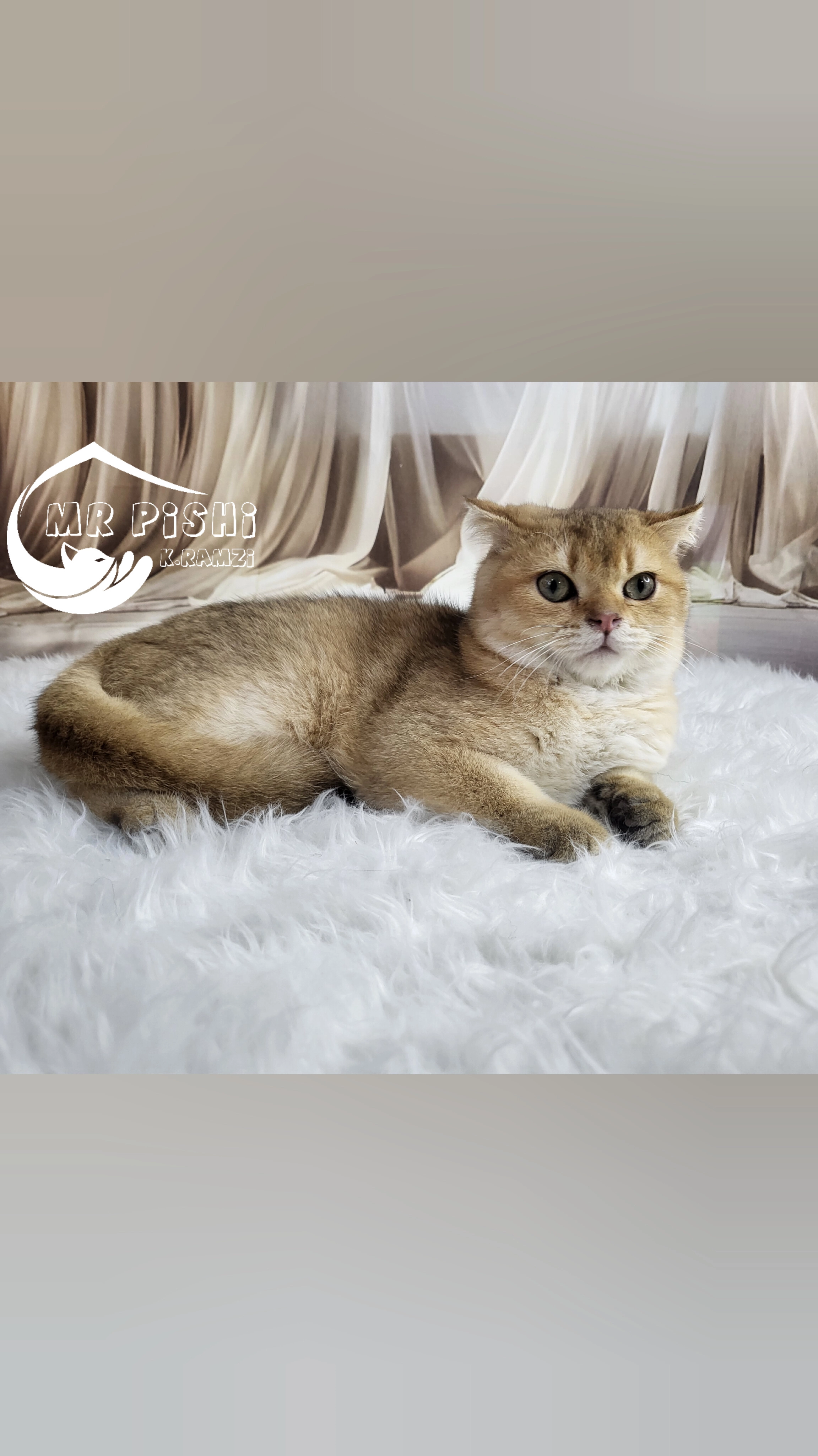 گربه اسکاتیش فولد گلد ny11