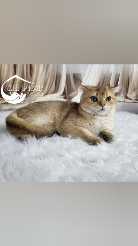 گربه اسکاتیش فولد گلد ny11