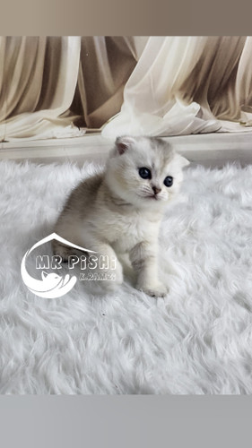 اسکاتیش فولد سیلور شامپاینی ماده